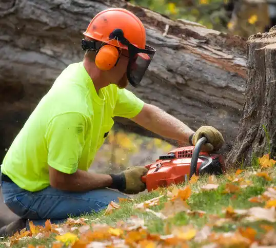 tree services Turtle Lake